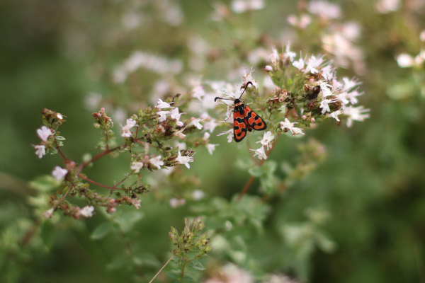 Zygène à col rouge (Agrumenia fausta) © Laurent del Fabbro